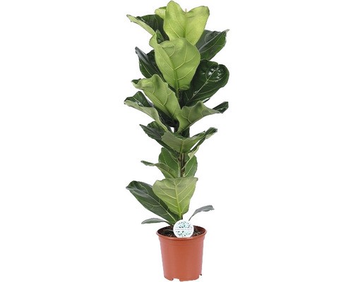 Geigenfeige floraself ficus - geigenfeige,
