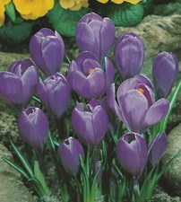 50 Großblumige Krokusse Grand