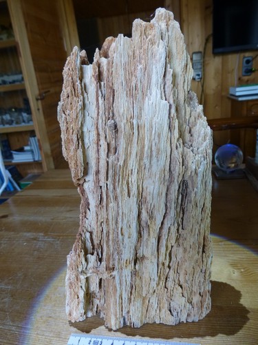 Versteinertes holz aus - versteinertes,