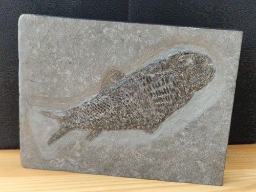 Pholidophorus