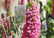 Ehrenpreis * Veronica