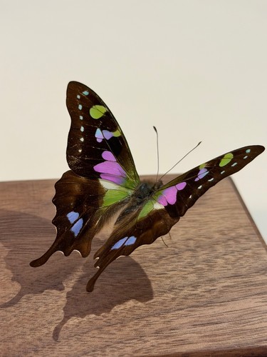 Echter schmetterling papilio - schmetterling,