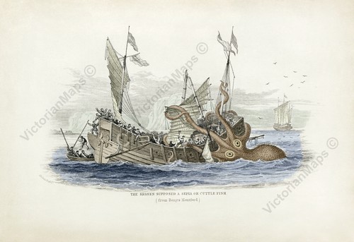 Antiker druck kraken - antiker,