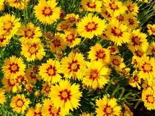 MÄDCHENAUGE STERNTALER