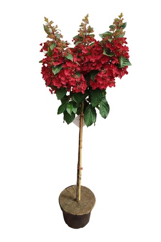 Rispenhortensie rote blüten - rispenhortensie,,