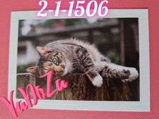 Abenteuer  Tierwelt  - Katze -