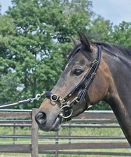 Busse Kappzaum PROFESSIONAL