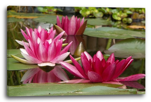 Wandbild blumenbilder - wandbild,