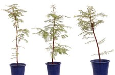 Bonsai - Metasequoia