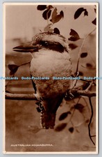 R773800 australian kookaburra - australian,