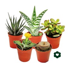 Exotenherz - 5 verschiedene