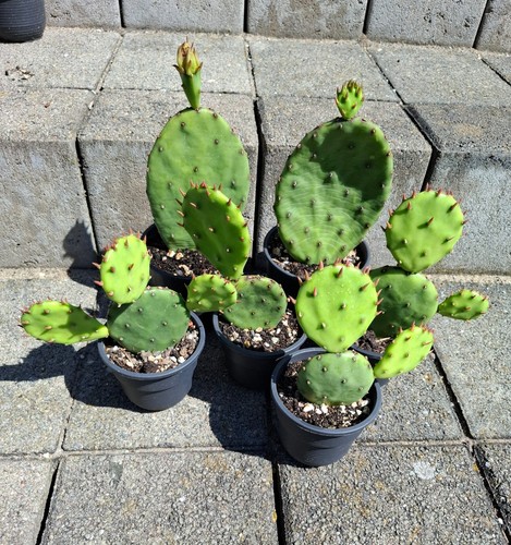 Opuntia humifusa - humifusa, /