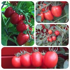 König Humbert rote Tomate