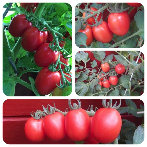 König humbert rote - rote, tomate