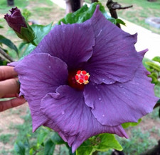 Sale140 Hibiskus Purpur-Lila Rosa-Sinensis Roseneibisch 20 Samen