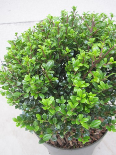 Formschnitt berg ilex glorie - formschnitt, berg-ilex