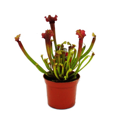 Schlauchpflanze sarracenia - schlauchpflanze,