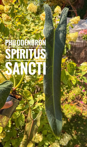 Philodendron spiritus sancti - spiritus,