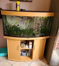 Aquarium Juwel (gewölbte Frontscheibe) mit Fischen und Pflanzen ohne Filter