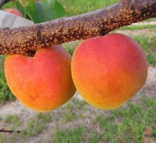 Orangenaprikose Bhart