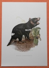 Beutelteufel Sarcophilus harrisii Tasmanischer Teufel Raubbeutler Farbdruck 1958