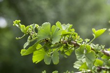Ginkgo biloba 'Troll', Fächerblattbaum, kompakt, 60–70 cm