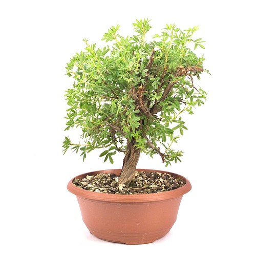 Pre bonsai fingerstrauch rosa - pre-bonsai,