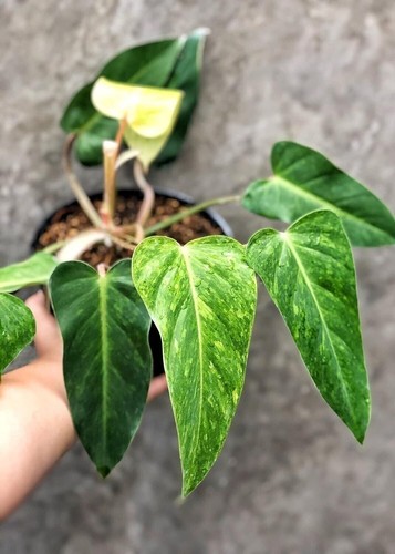Painted lady philodendron - lady,