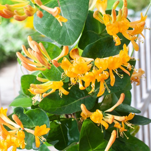 Zierpflanze für den garten - zierpflanze,