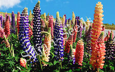 100 Samen hohe Stauden-Lupine mehrjährige winterharte Lupinen Prachtmischung