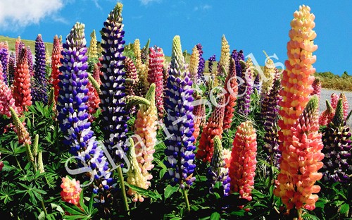100 samen hohe stauden lupine - samen,