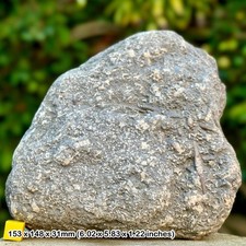 Seltene Crinoid Sternplatte