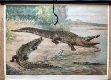 Alte Lehrtafel- Krokodil
