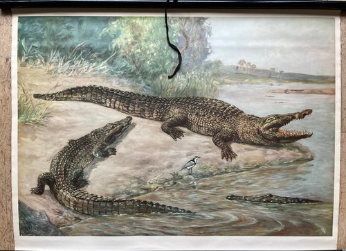 Alte lehrtafel krokodil - lehrtafel-,