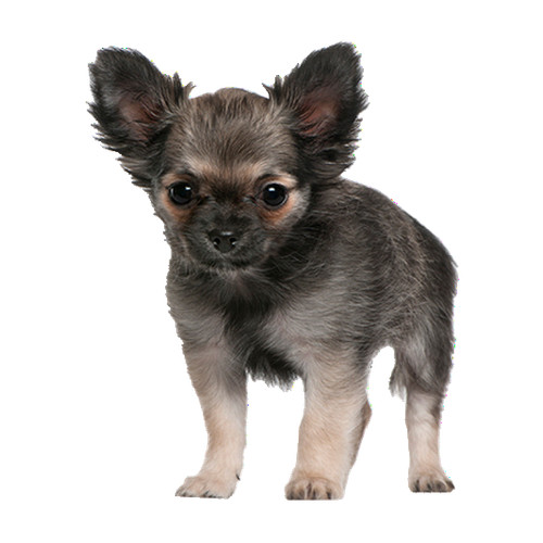 Aufkleber chihuahua welpe - aufkleber,