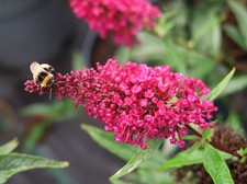 Zwerg-Sommerflieder Buddleja