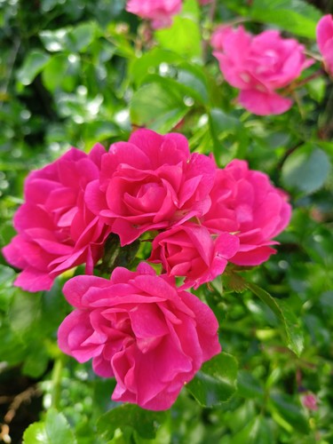 Rosendünger naturdünger 3 - rosendünger-,