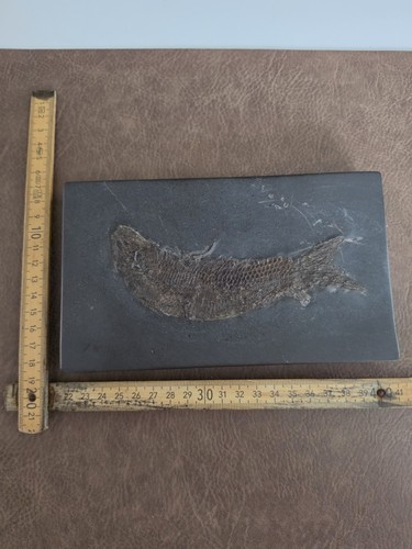Fisch tierfossil - fisch,