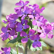 SILBERBLATT JUDAS-SILBERLING -