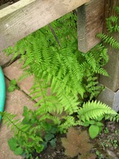 2 x Jungpflanzen  Wurmfarn - gut bewurzelt - aus Biogarten
