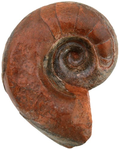 Perm peripetoceras - ,