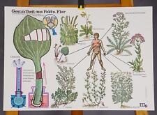Botanik Poster Plakat Lehrtafel Wandkarte Gesundheit aus Feld und Flur