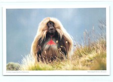 1 AK Postkarte Dschelada