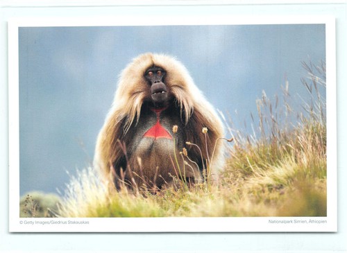 Postkarte dschelada - postkarte,