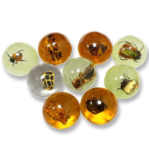 Insekten bernsteinfossilien 9 - insekten-bernsteinfossilien,,