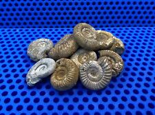 Ammonit aus Frankreich - Sehr