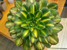 Sukkulente Aeonium Lemon Lime syn. Starburst 