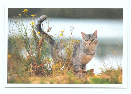 Postkarte katze neu - -,