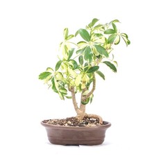 Bonsai gelbbunte - bonsai,