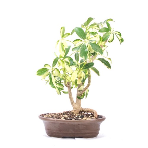Bonsai gelbbunte - bonsai,
